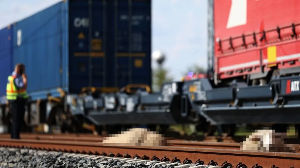Közel egy tucatnyi birka pusztult el a vonatbalesetben Kiskunhalason 