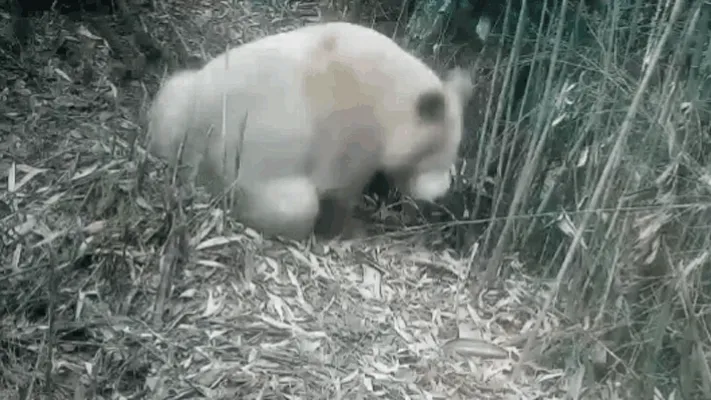 Az albínó panda ismét feltűnt a kínai Wolong Természetvédelmi Területen