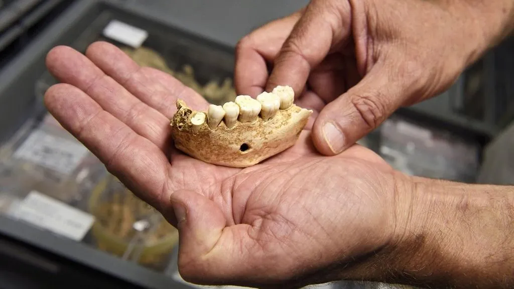 neandervölgyiek France, Dordogne, Perigord Noir, Vezere Valley, Les Eyzies de Tayac Sireuil, listed as World Heritage by UNESCO, Musee de la Prehistoire (Museum of Prehistory), the reserves, mandible of Neanderthal man dating back more than 100,000 years (Photo by RIEGER Bertrand / hemis.fr / hemis.fr / Hemis via AFP)