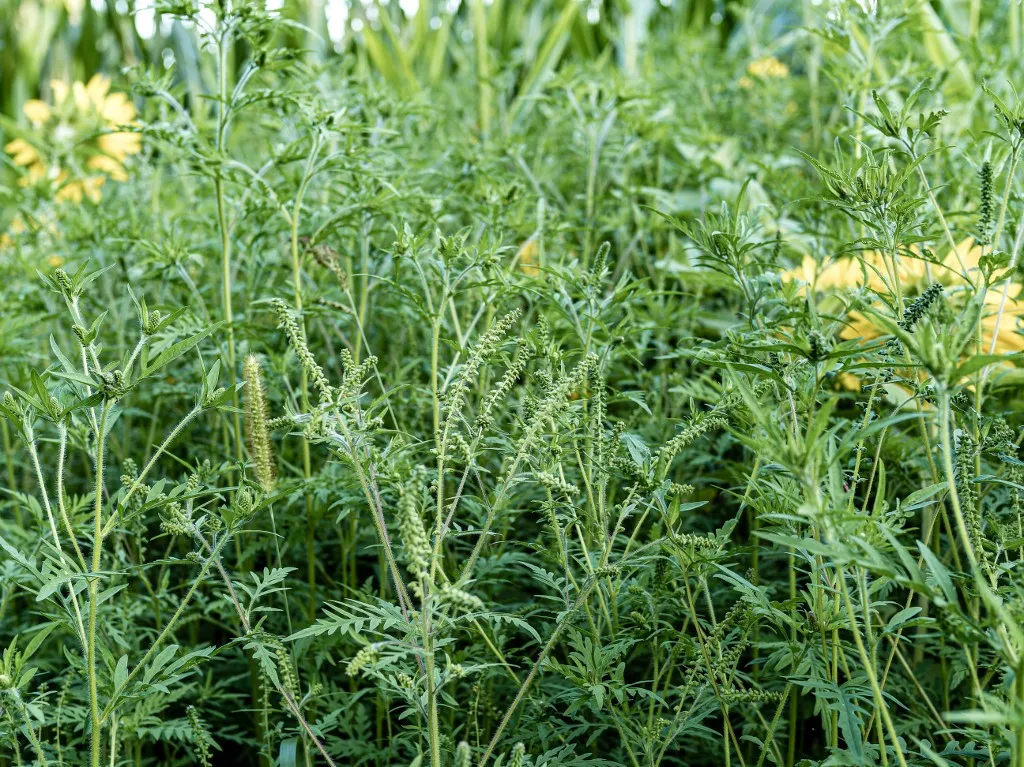 25 July 2024, Brandenburg, Schorbus: Ragweed plants grow next to a field in southern Brandenburg. The allergy-causing plant, which was introduced to Germany from North America, has been spreading here for several years. Photo: Frank Hammerschmidt/dpa (Photo by Frank Hammerschmidt / dpa Picture-Alliance via AFP), Az ambrosia visszaszorítása, írtása kulcsfontosságú