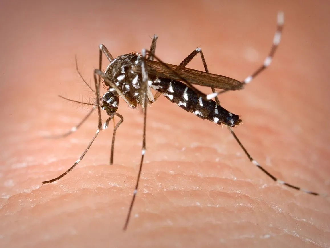 Az ázsiai tigrisszúnyog vagy napszúnyog, latin nevén Aedes albopictus
