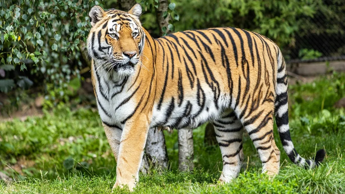 Tigris képe a tigrisek világnapja alkalmából