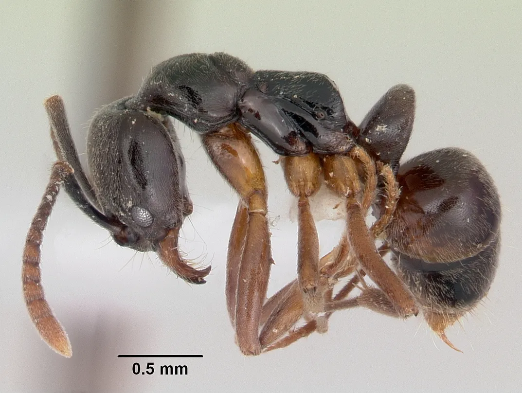 Ázsiai tűhangya (Brachyponera chinensis)