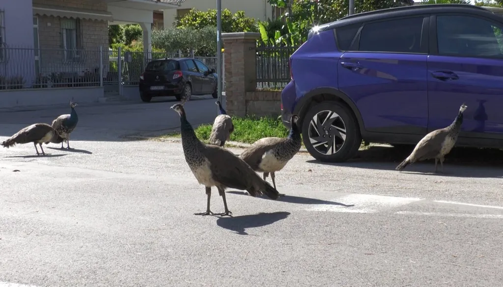 Páva invázió borzolja a kedélyeket egy olasz tengerparti városban - This screen grab taken from an AFP Video on May 12, 2026, shows wild peacocks in a street of Punta Marina, north-eastern Italy. Dozens of preening peacocks looking for love have colonised a seaside village in Italy, strutting their stuff for the ladies but infuriating human residents with their spring mating season screams. The birds, with their iridescent, sweeping trains, perch on rooftops and fences across Punta Marina, a village on the Adriatic Sea coast in the Emilia Romagna region, east of Bologna. (Photo by Francesco GILIOLI / AFP)
