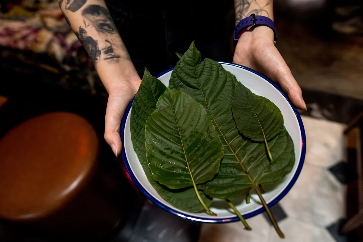 A mitrafillin a kratomban is jelen van