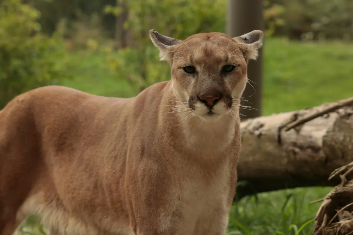 puma