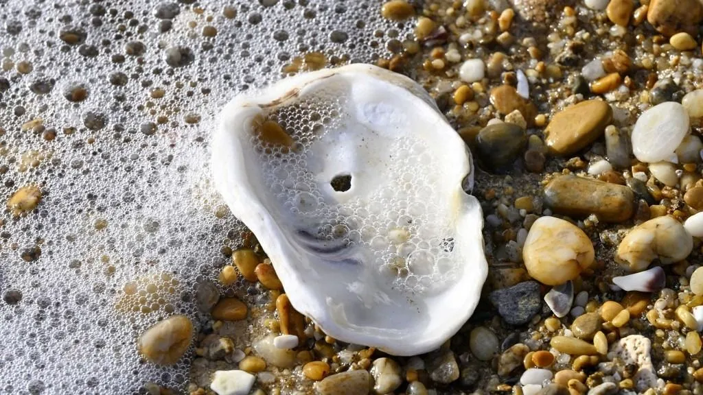 osztriga France, Morbihan, Carnac, oyster shell on the beach (Photo by DELFINO Dominique / hemis.fr / hemis.fr / Hemis via AFP)