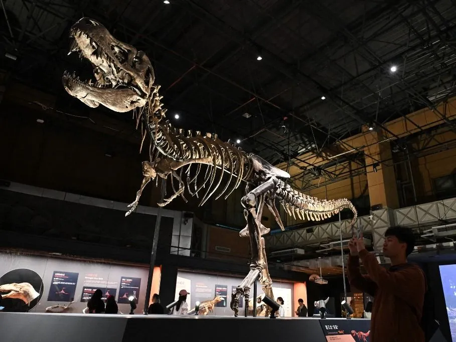 T. rex **CHINESE MAINLAND, HONG KONG, MACAU AND TAIWAN OUT**Visitors take photos of the Tyrannosaurus rex 'Loki' skeleton during the 'T-REX - King of Dinosaurs' exhibition at the National Museum of Natural History in Beijing, 28 April 2026. This marks the first time a T-rex skeleton has been exhibited in mainland China. (Photo by cnsphoto / Imaginechina via AFP)
