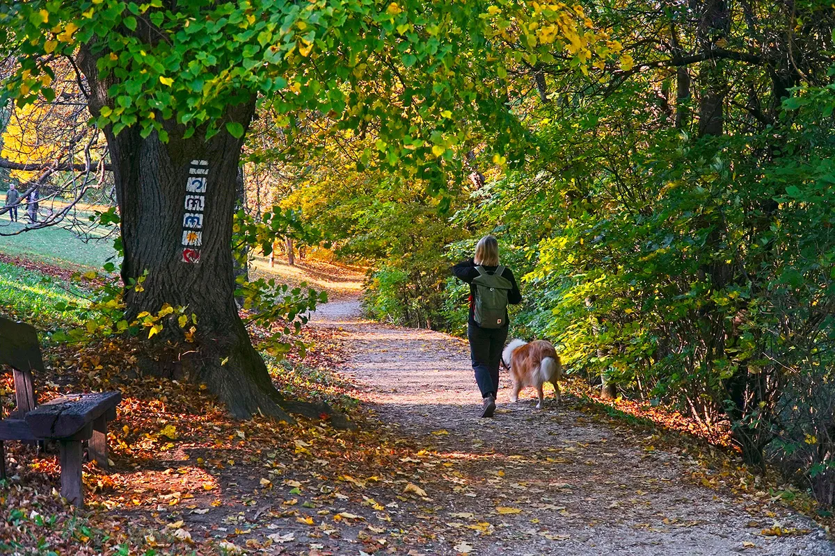 Budapest, Hungary - Oct 19, 2024: Different marking of the hiking trail, painted on a  tree at Normafa in Hungary, fall season. Hiker with dog and autumn leaf colors.