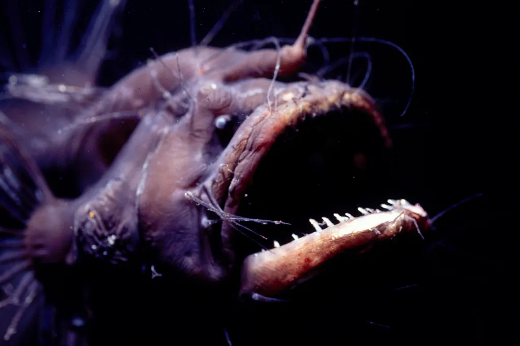 Deep sea anglerfish, Lophiiformes