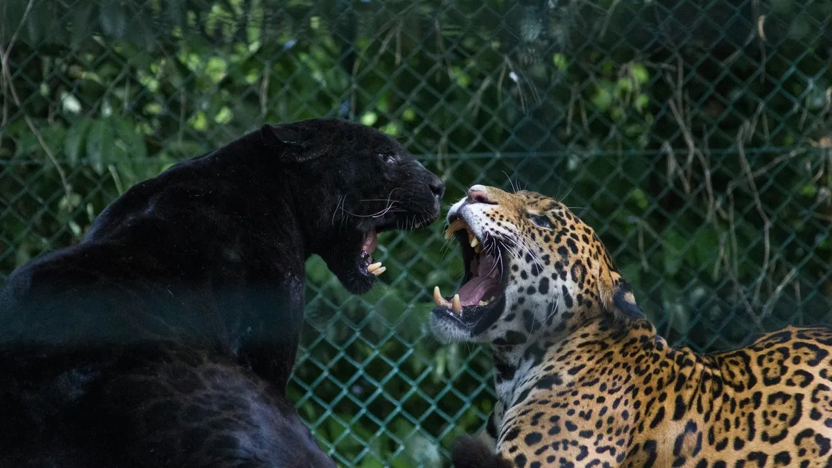 A fekete párduc legtöbbször valójában egy melanisztikus leopárd vagy jaguár.