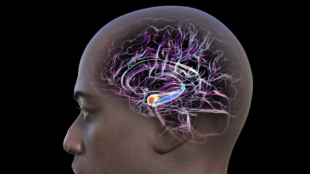 Alzheimer-kór Illustration of a human brain mid-section with highlighted amygdala (red) and hippocampus (blue). These are key regions affected in Alzheimer's disease, linked to memory loss and emotional disruption. (Photo by KATERYNA KON/SCIENCE PHOTO LIBRA / KKO / Science Photo Library via AFP)