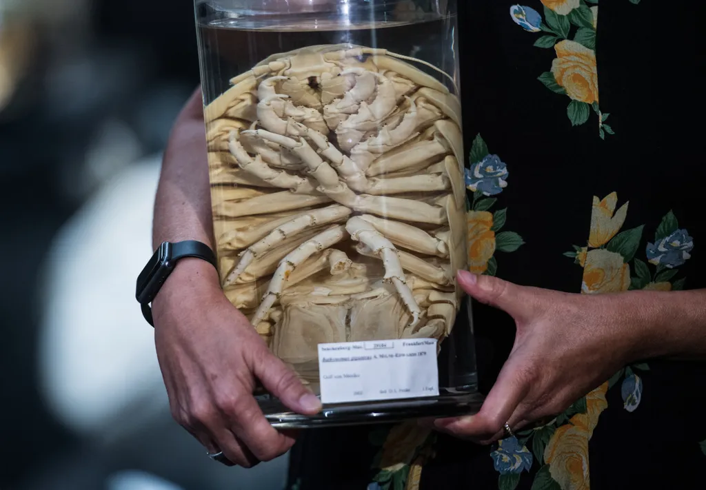 Giant isopod, Bathynomus