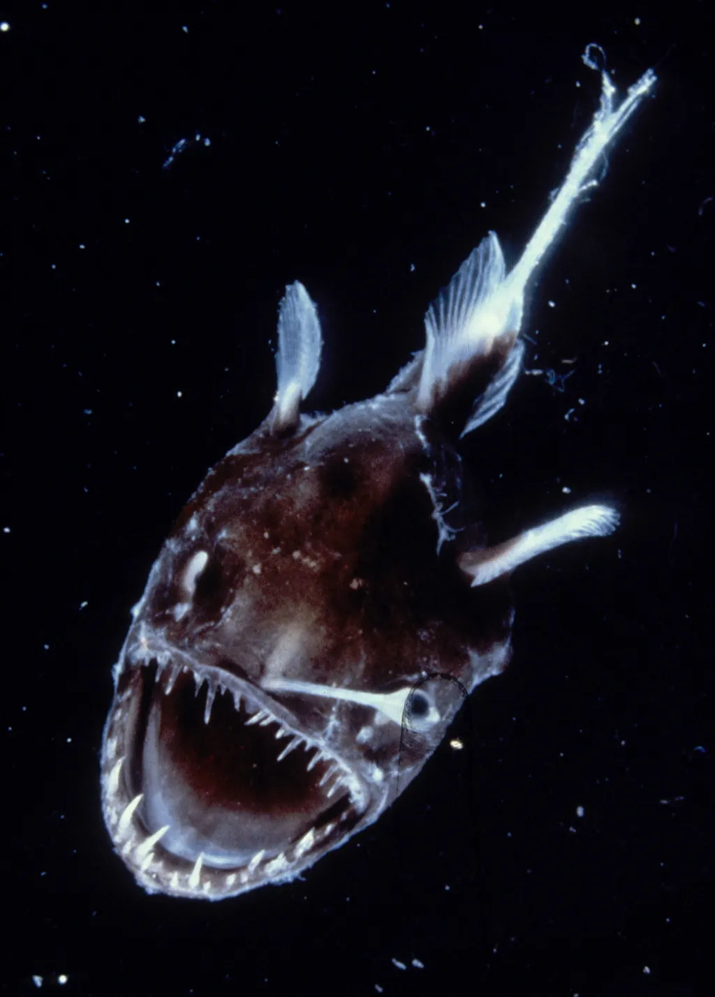 Deep sea anglerfish, Lophiiformes