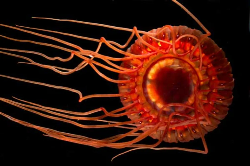 Atolla medúza (Atolla wyvillei)