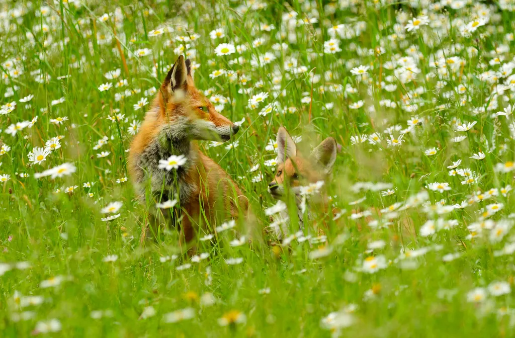 Vörös róka (Vulpes vulpes)