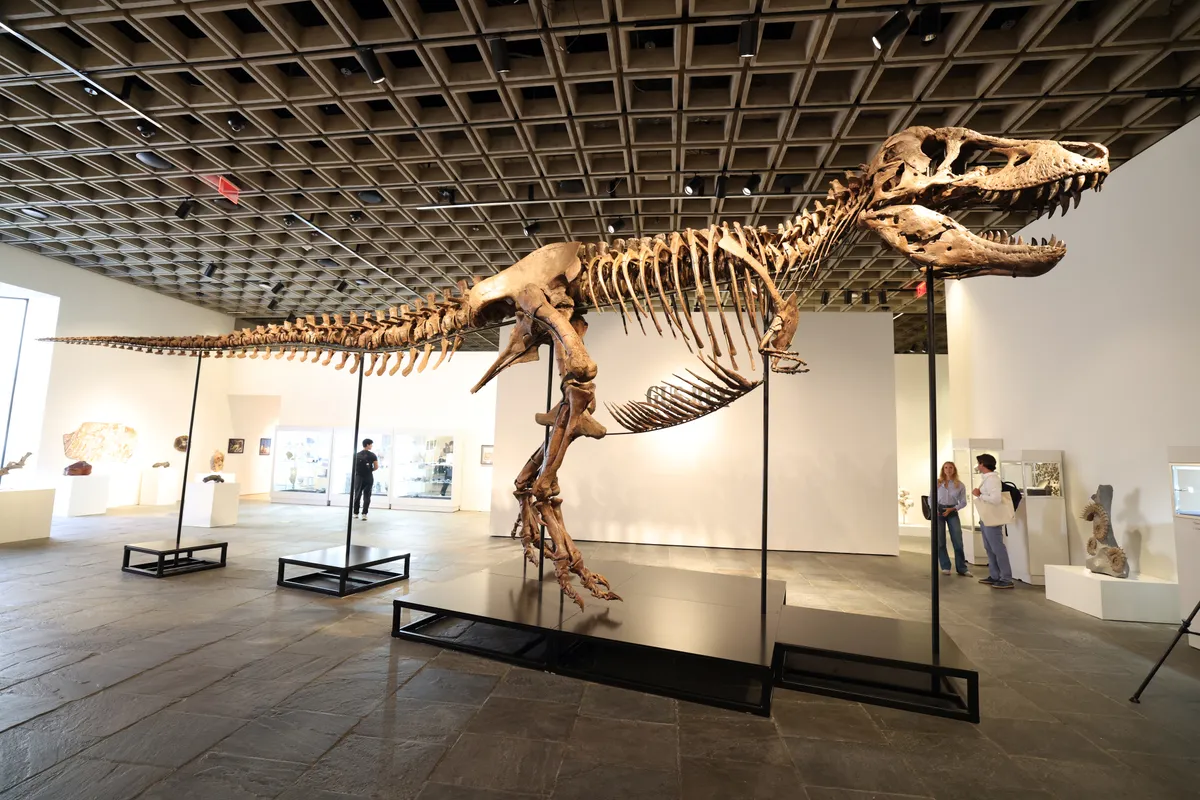 Egy T. rex csontváza kelt el rekordáron