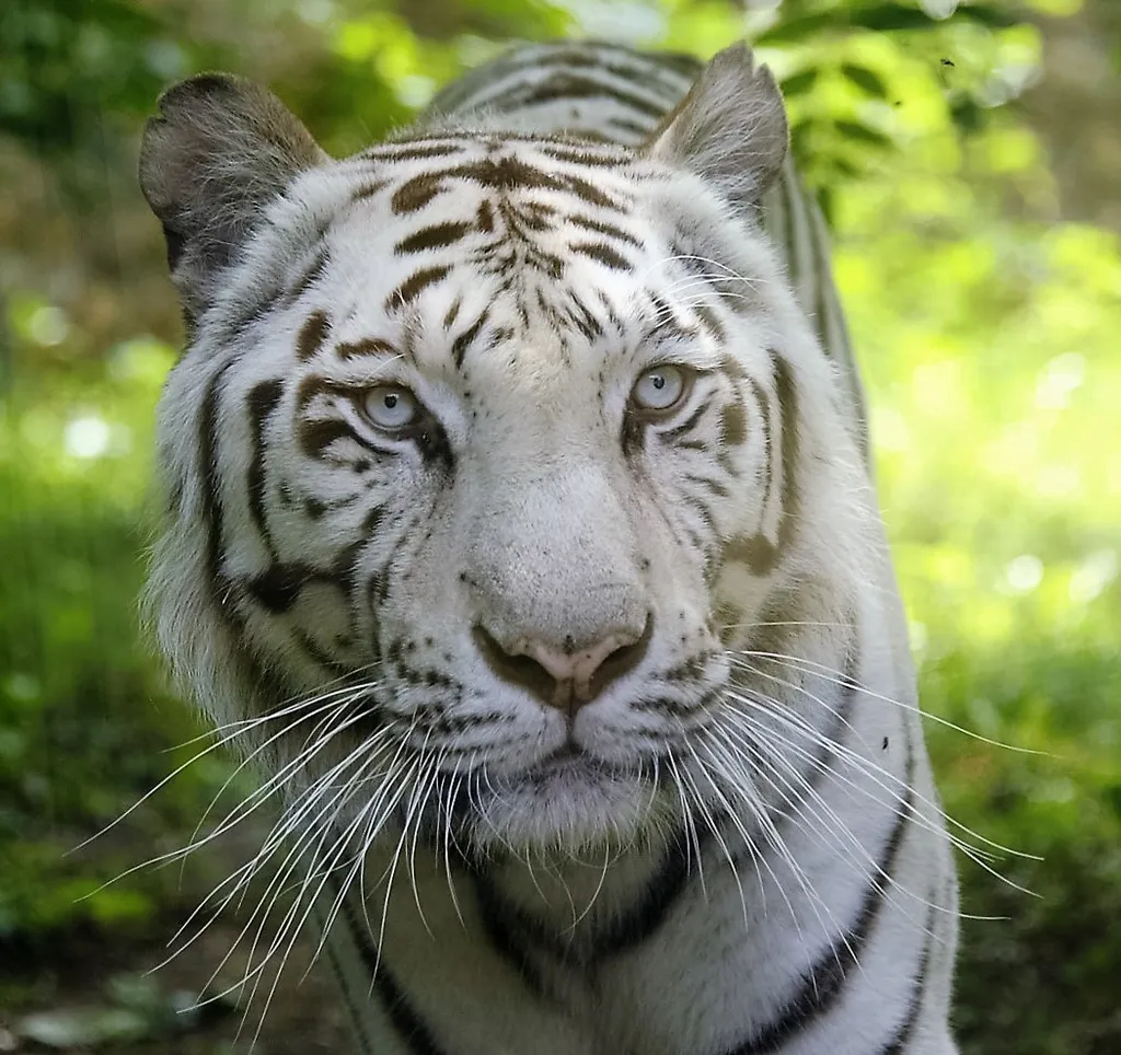 Fehér bengáli tigris a Nyíregyházi Állatparkban