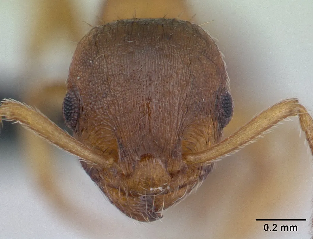 Temnothorax nylanderi, parazita