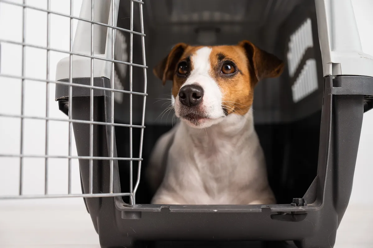 Jack Russell Terrier egy szállítódobozból néz ki nyitott ajtónál.