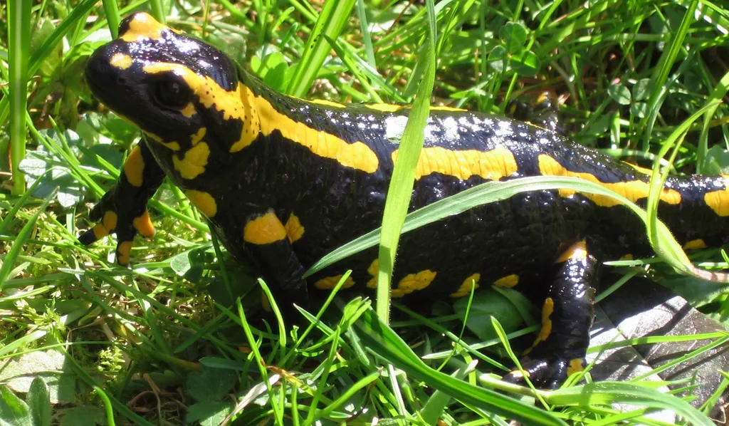 Foltos szalamandra (Salamandra salamandra)