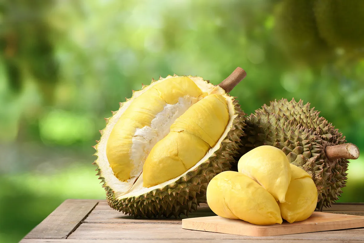 A világ legbüdösebb gyümölcse, a durian felszelt és fogyasztható formában.