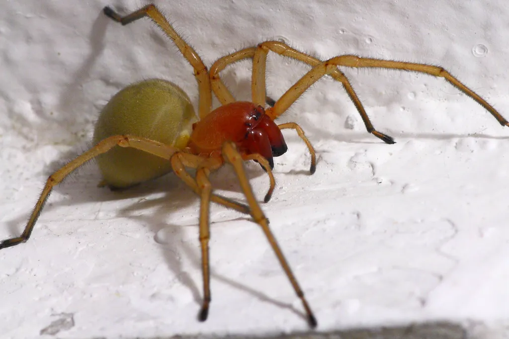 Mérges dajkapók (Cheiracanthium punctorium)
