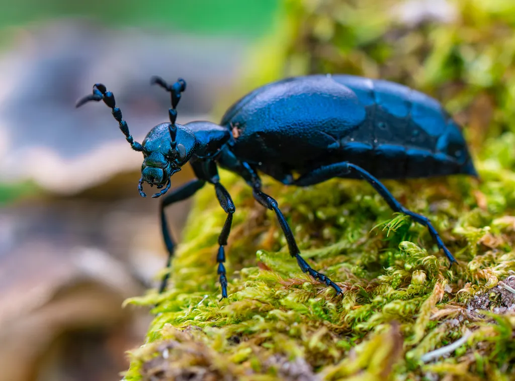 Közönséges nünüke (Meloe proscarabaeus)