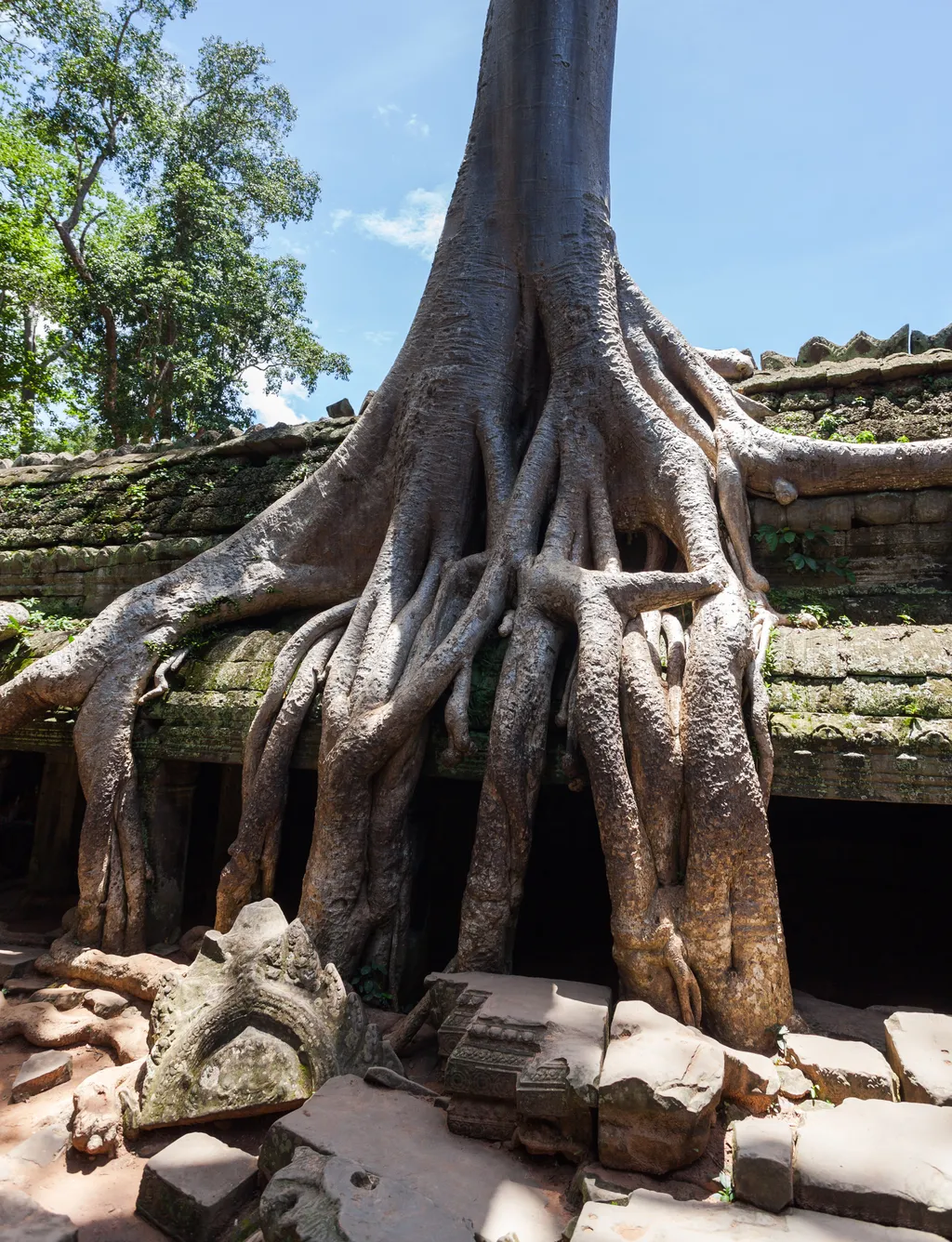 A fák által meghódított templom (Ta Prohm, Kambodzsa)