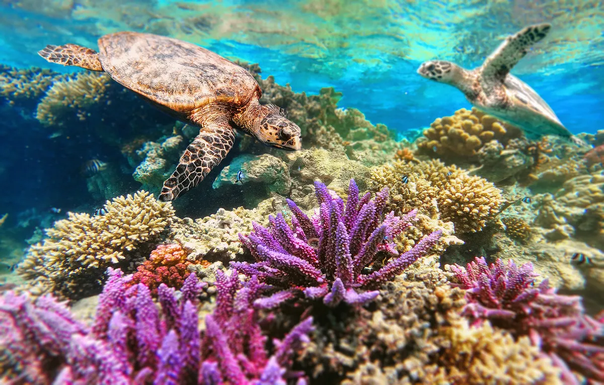 Marsa Alam tengeri élővilága korallokkal és tengeri teknősökkel.