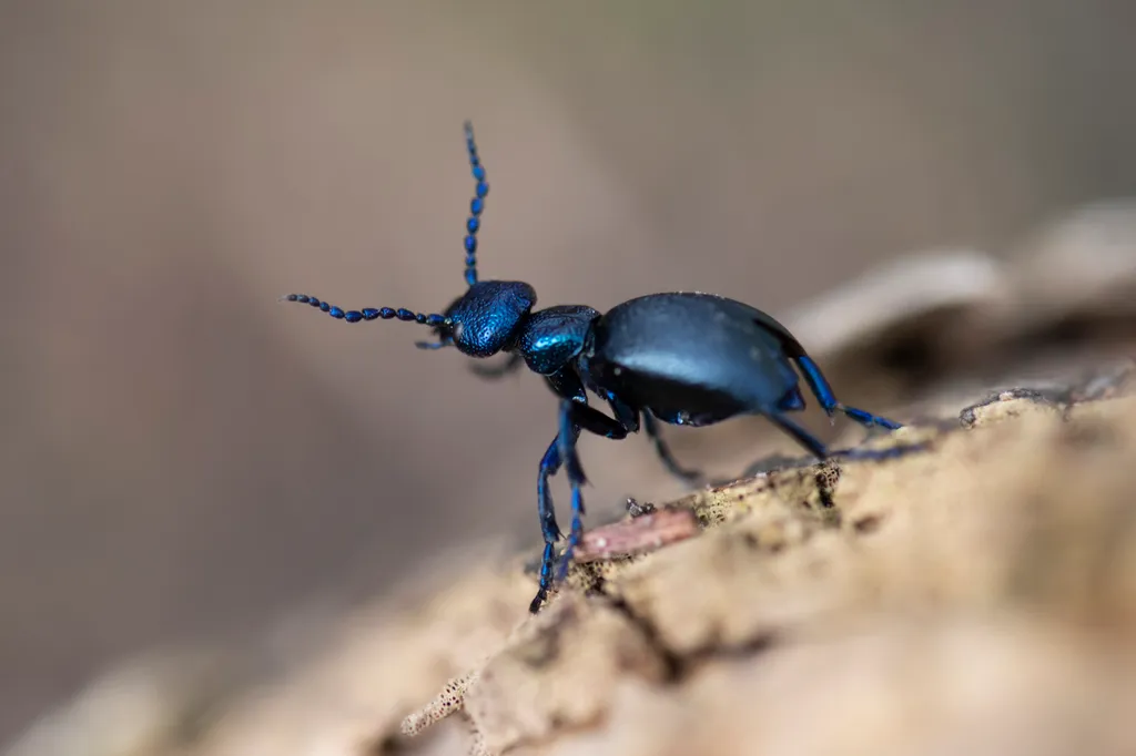 Közönséges nünüke (Meloe proscarabaeus)