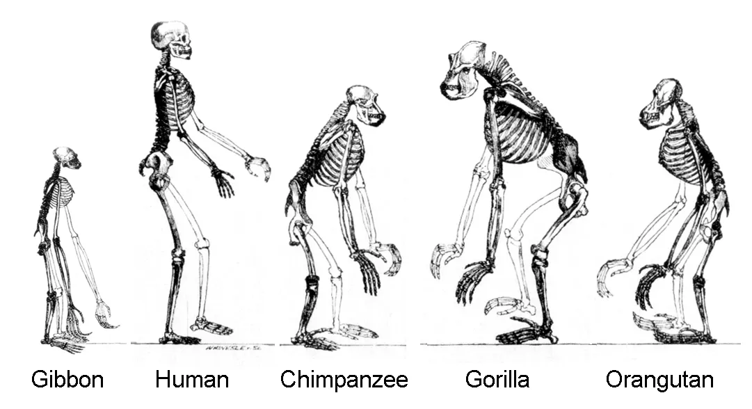 Ősi fosszília írhatja át az emberi evolúció történetét (A kép illusztráció, rajta ember és emberszabásúak)