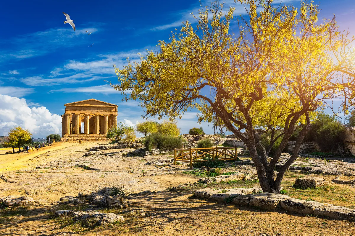 Az agrigentói Templomok völgye ókori templommal, előtérben egy fával. 
