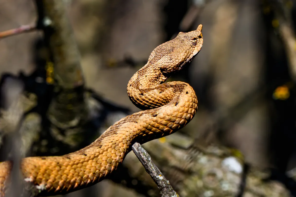 Homoki vipera egy faágon napozik. 