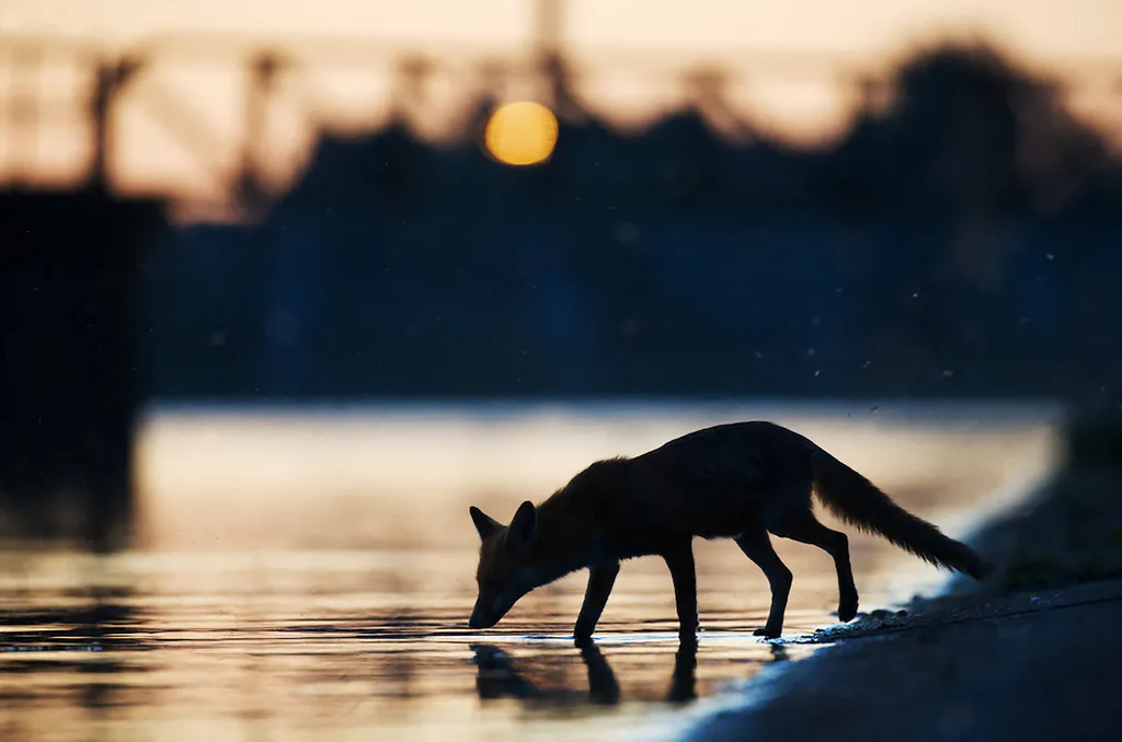 Vörös róka (Vulpes vulpes)