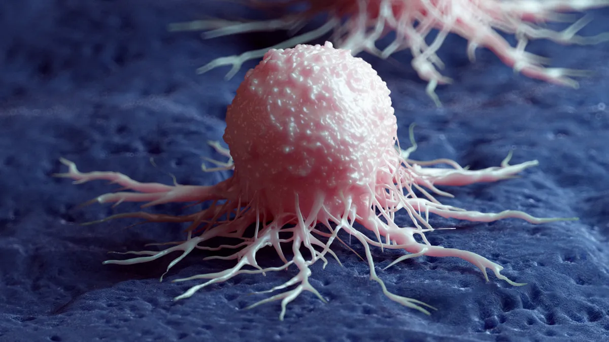 A kreatin javíthatja a rákellenes immunterápiák hatékonyságát