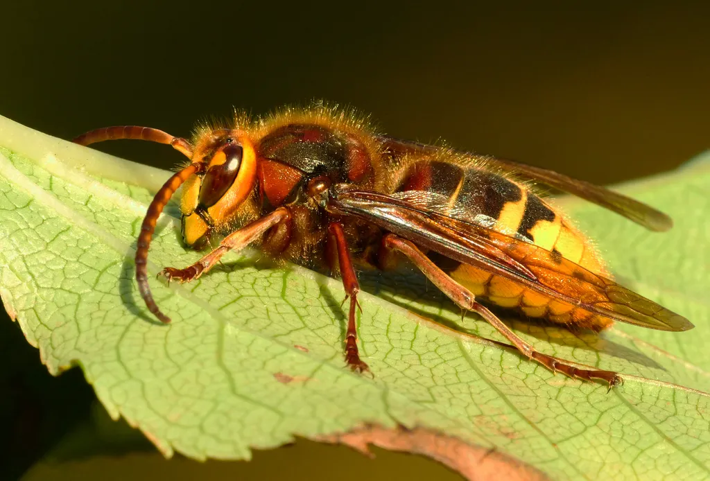 Európai lódarázs (Vespa crabro)