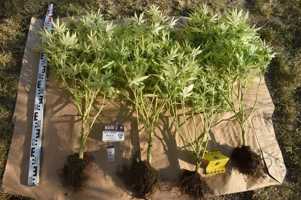 A nyomozók ezután a pincét is átvizsgálták, ahol 18 tő cannabist és termesztéshez használt eszközöket foglaltak le. A 48 éves tulajdonos ellen kábítószer birtoklása miatt indult eljárás.