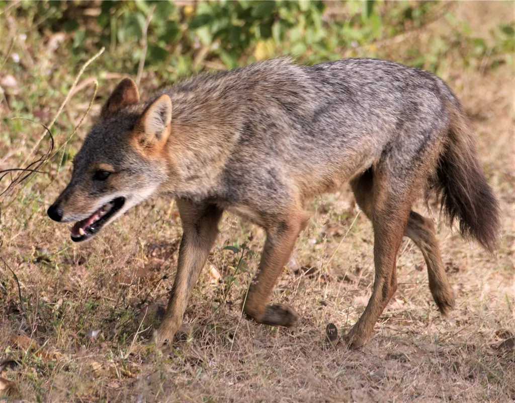 Aranysakál (Canis aureus)