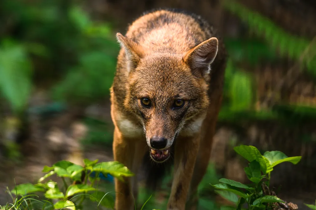 Aranysakál (Canis aureus)