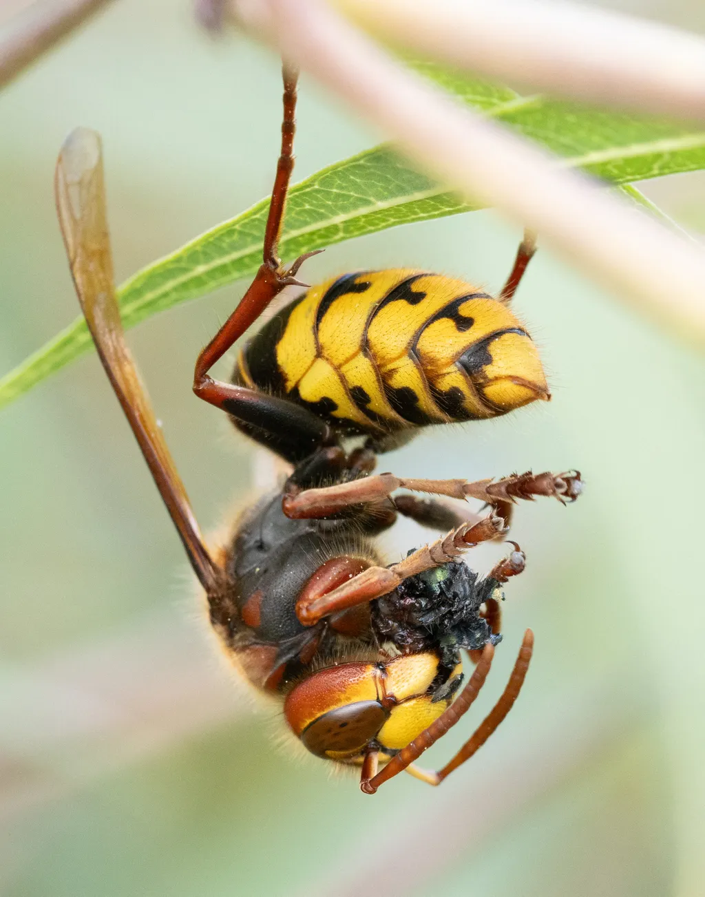 Európai lódarázs (Vespa crabro)