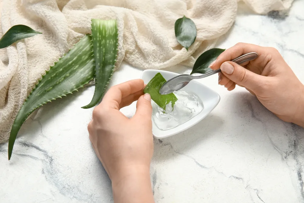Aloe vera gél kinyerése