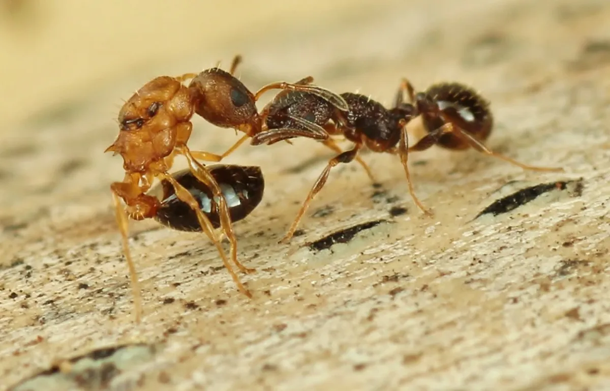Egy Temnothorax kinomurai királynő (balra) rátámad egy Temnothorax makora dolgozóra