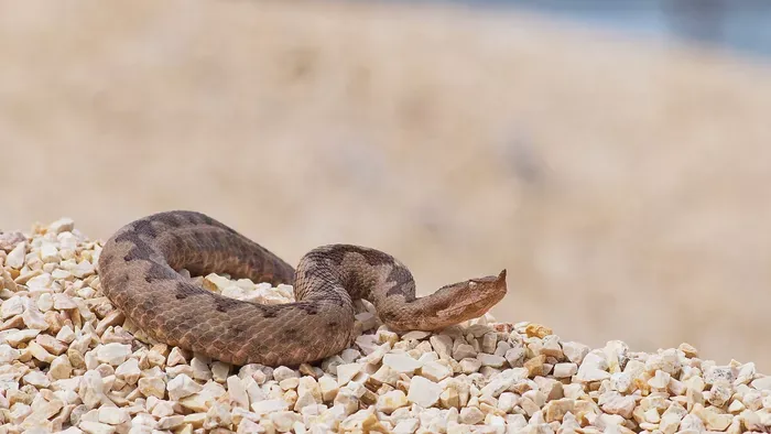 Kígyók Horvátországban – Mit tegyél, ha támad a homoki vipera?