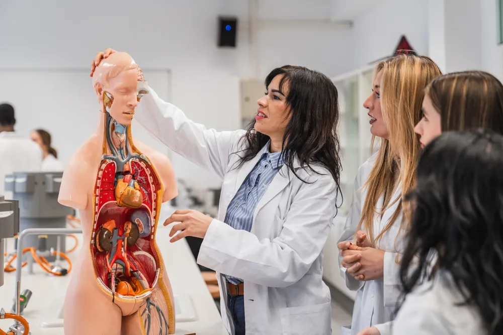 Emberi test anatómiáját egy gyakorló babán tanuló orvostanhallgatók