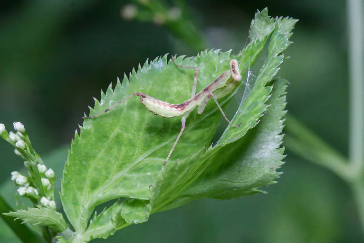 Hierodula patellifera. Az idegenhonos ázsiai imádkozó sáskák már az őshonos fajokat fenyegetik