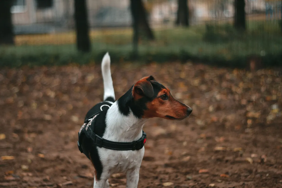 A kotorékvadászat egyik legkedveltebb kutyafajtája a terrier (Fotó: Pexels)