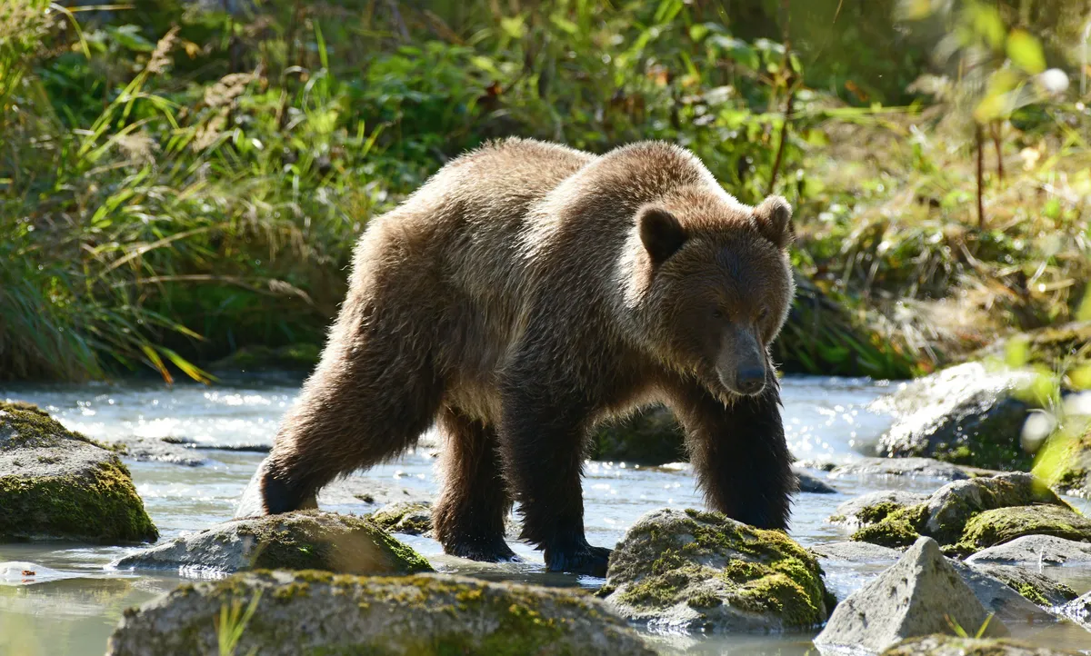 Grizzlyvel nézett farkasszemet három túrázó Alaszkában
