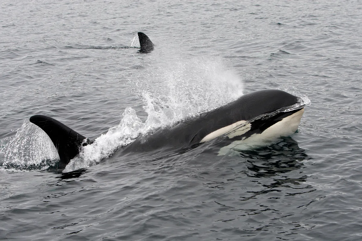 kardszárnyú delfin, orka