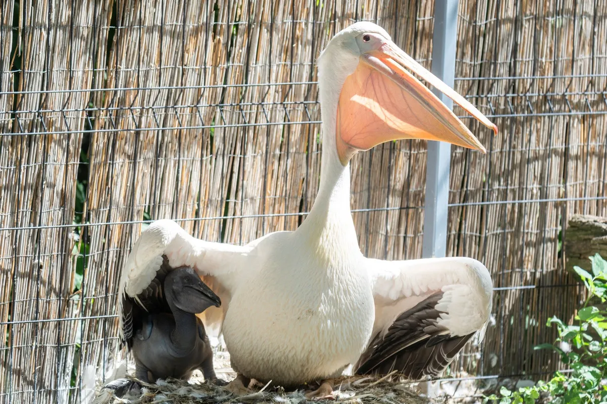 Rózsás pelikán kelt ki a Nyíregyházi Állatparkban. A SóstóZoo különleges pelikánfiókáját mindkét szülő gondozza, hallal eteti és védelmezi.